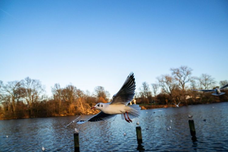 Seagull flying over lake