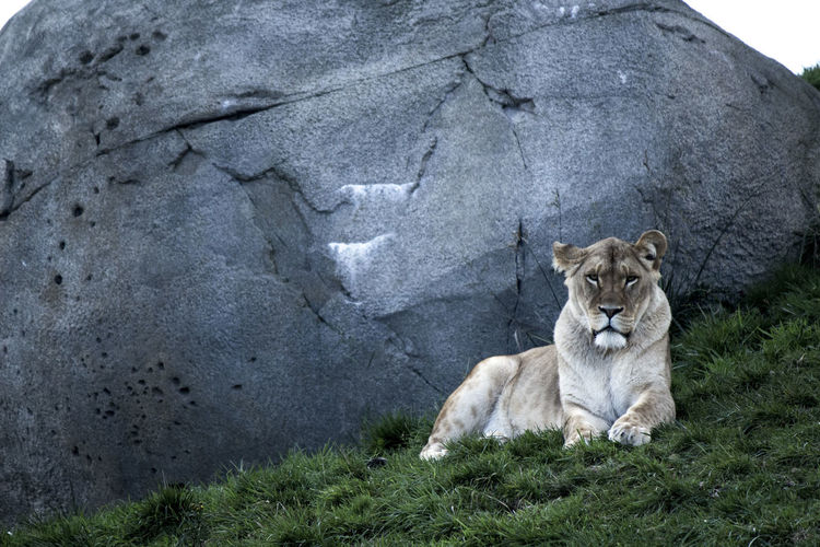 Portrait of lion relaxing on grass