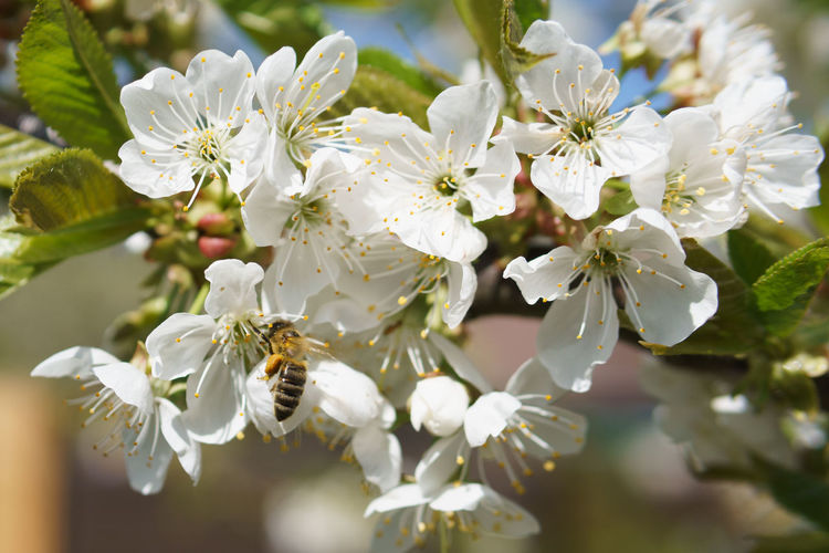 Close-up of white cherry blossoms on tree