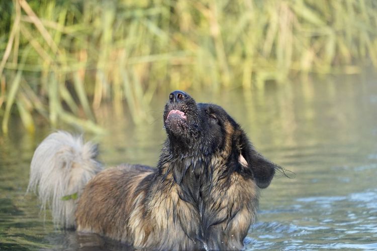 Close-up of a dog on the lake