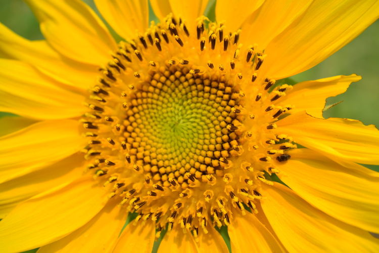 Close-up of sunflower