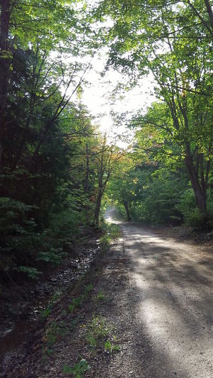 Road amidst trees in forest