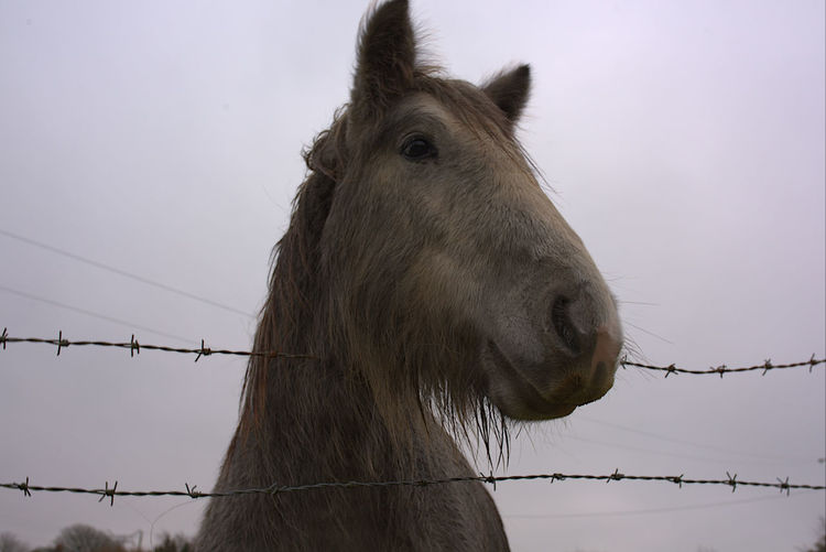 Front view of a horse against sky