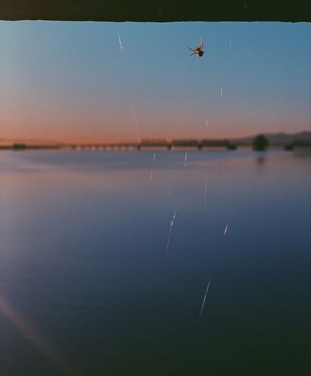 View of birds flying over lake