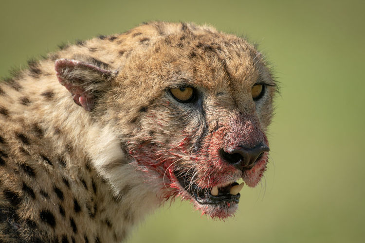 Close-up of cheetah looking away