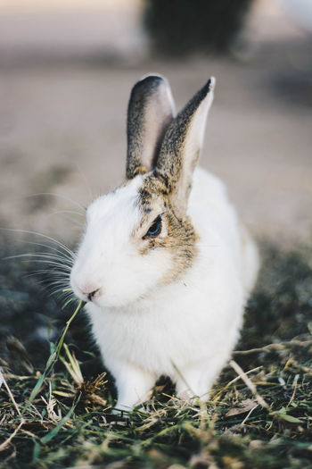 Close-up of rabbit on field
