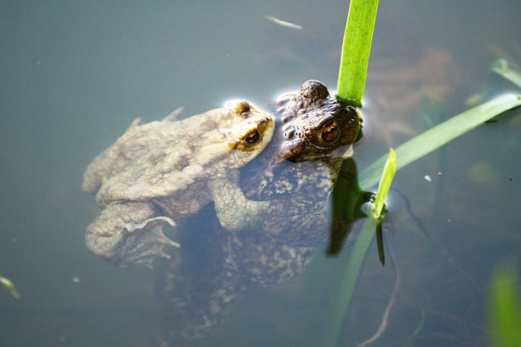 High angle view of frogs  in pond