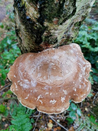 Close-up of mushroom growing on tree trunk