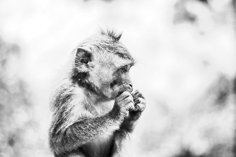 Low angle view of monkey against sky