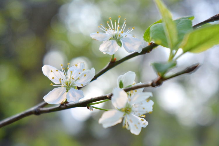 Close-up of white cherry blossom on tree