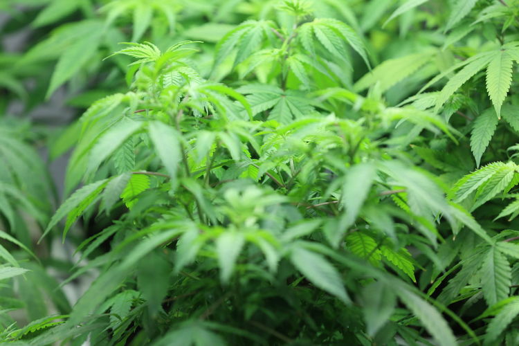 Close-up of green leaves