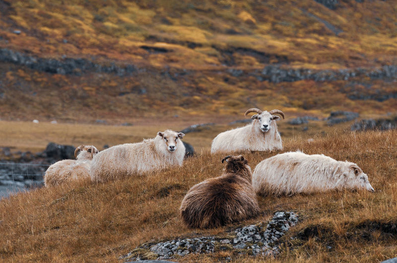 Icelandic rams and sheeps resting on the hill with rocks.