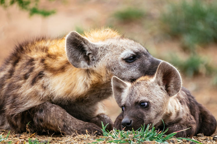 Spotted hyena mother and cub