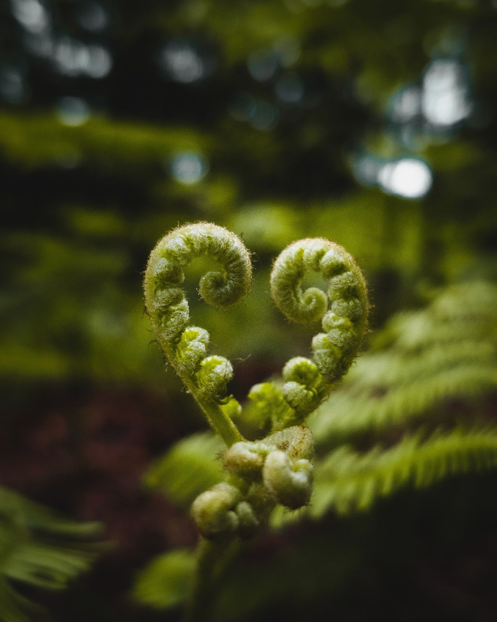 green color, growth, plant, close-up, no people, tendril, beauty in nature, nature, fern, day, fragility, curled up, vulnerability, focus on foreground, selective focus, freshness, outdoors, spiral, beginnings, tranquility