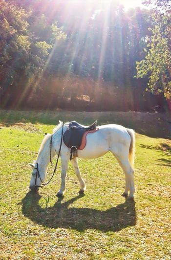 Horse standing in sunlight