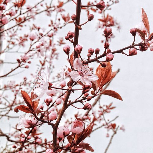 Low angle view of cherry blossoms against sky