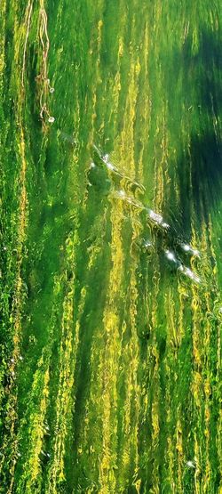High angle view of plants by sea