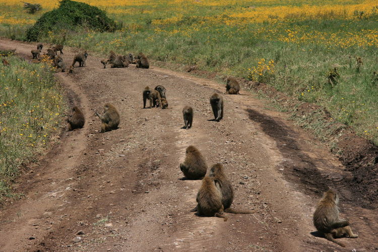 Troop of olive baboons papio anubis sitting in middle of dirt road in ngorongoro crater in tanzania.