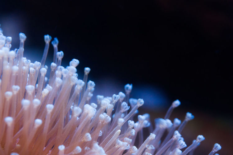 Close-up of jellyfish in sea