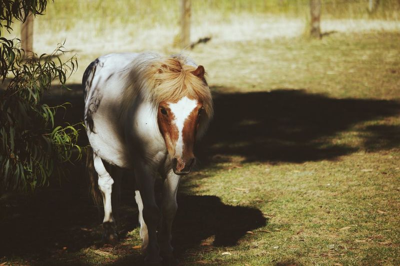 Portrait of pony on grass