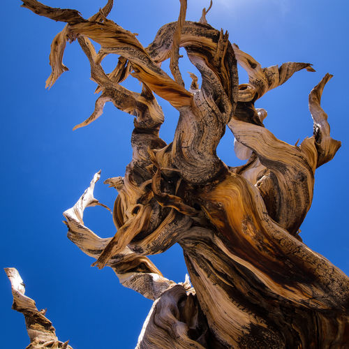 Close-up of bristlecone pine against clear blue sky