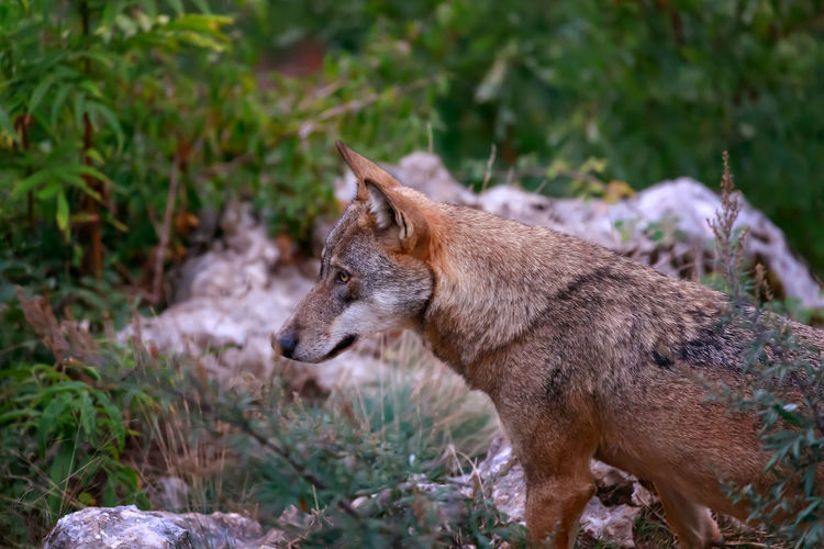 Portrait of italian wolf, close up of wolf. the predator looks at the camera with an intense gaze.