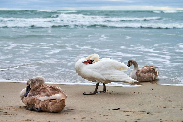 Beautiful white mute swans with brown cygnets resting on sandy beach near baltic sea. flock of water