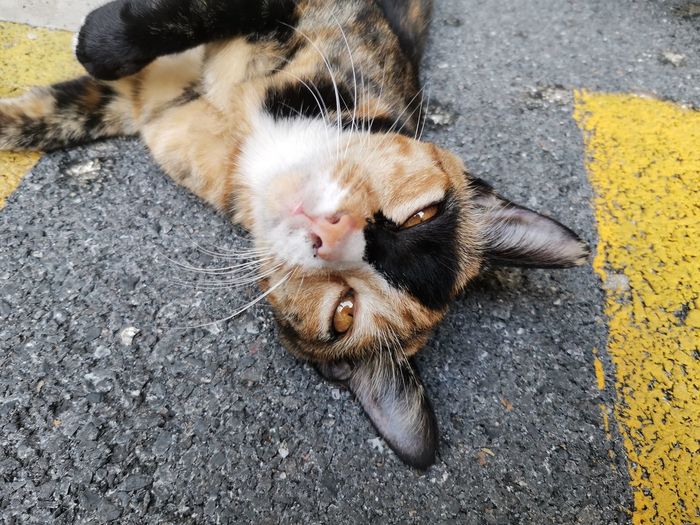 High angle view of cat lying down on street