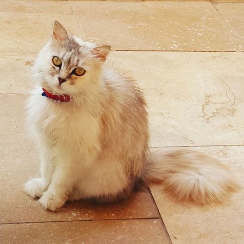Portrait of cat sitting on tiled floor