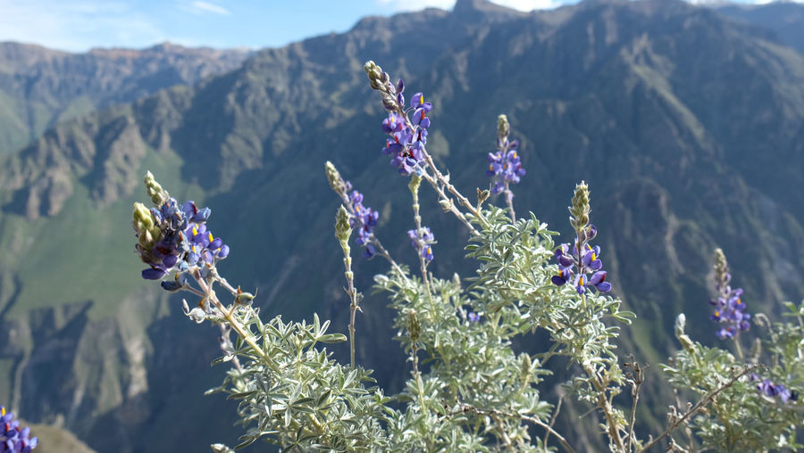 Close-up of flowers in field