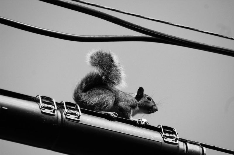 Low angle view of squirrel on metal structure against clear sky