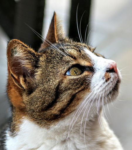 Close-up of cat looking away