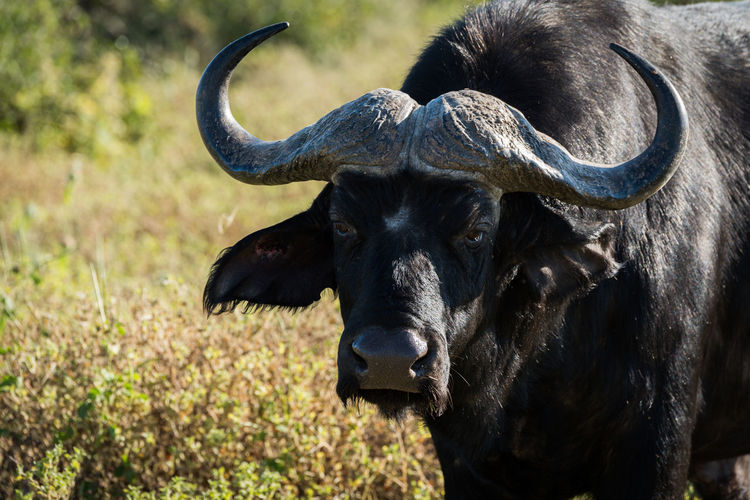Close-up portrait of cape buffalo standing in field