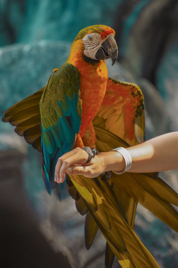 Low angle view of parrot perching on hand