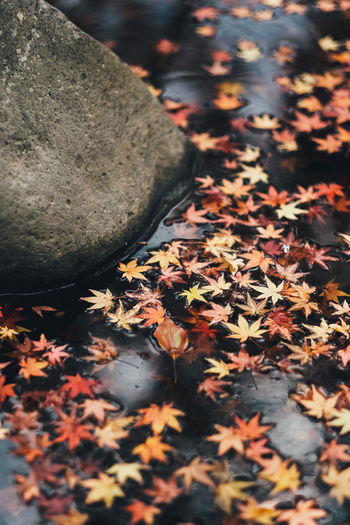 High angle view of leaves fallen on rock during autumn