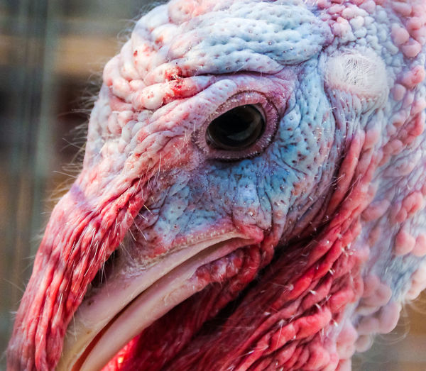 Extreme close up of a turkey