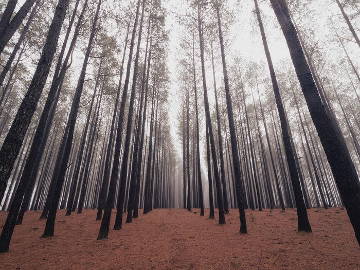 Foggy morning in a pine forest in north carolina.