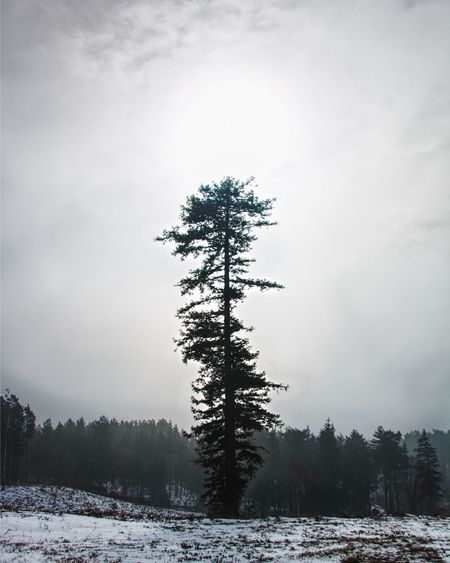 Tree in snow covered land against sky