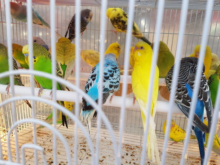 Birds in cage
