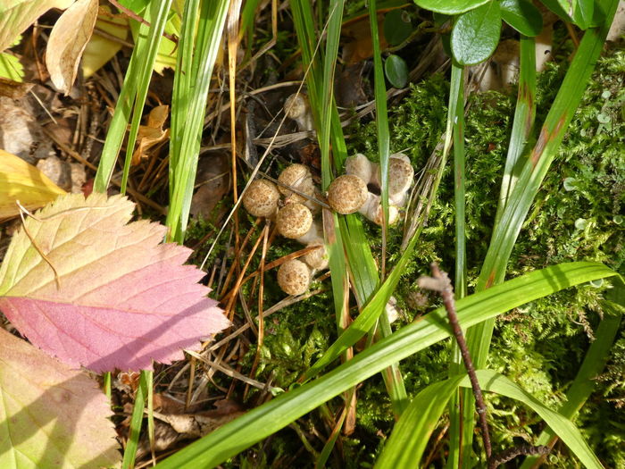 High angle view of mushrooms growing on land