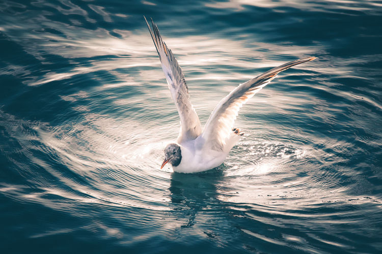 View of seagull flying over lake