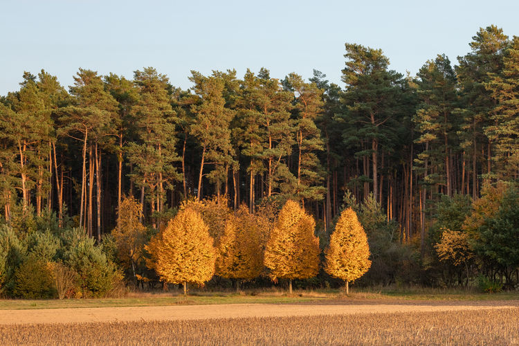 Trees growing in field against sky during autumn