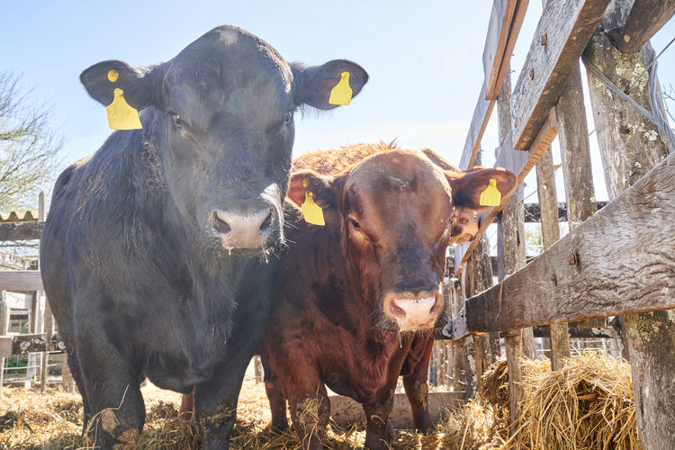 Close-up of cow