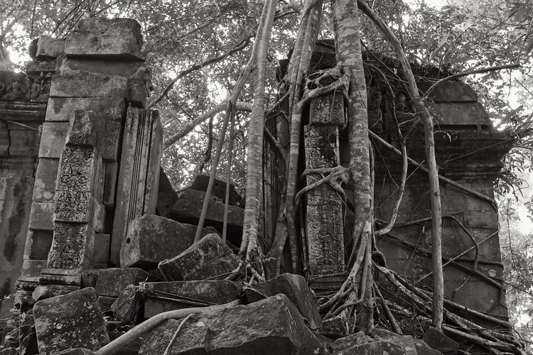Old ruin building in forest