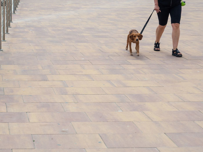Low section of person with dog walking on footpath