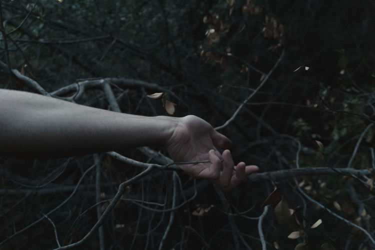 Close-up of hand holding twig in forest