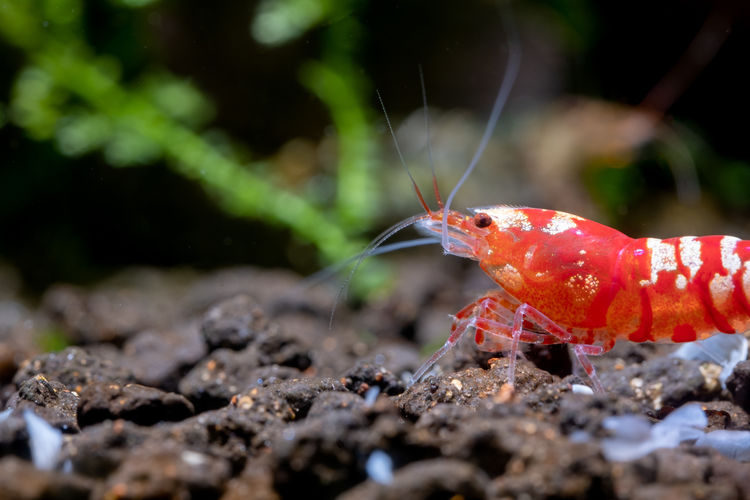 Close-up of shrimp in aquarium tank