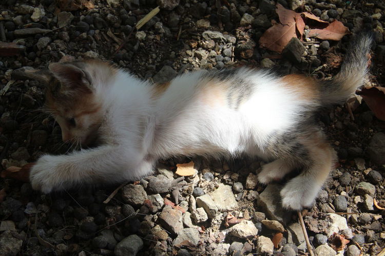 Side view of a cat sleeping on ground