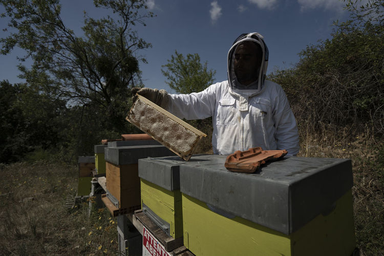 A beekeeper is holding a frame near multiple beehives