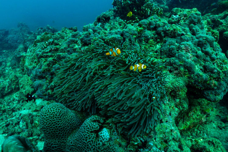 Underwater scene with coral reef and fish sea in surin islands phang nga southern of thailand.